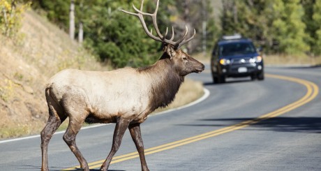 deer crossing the road in front of a car